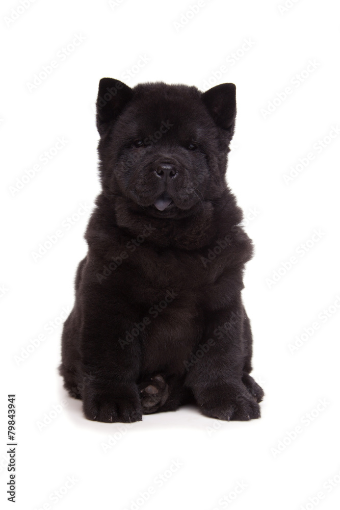 Obraz premium black chow-chow puppy