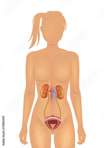 Kidneys and bladder vector illustration