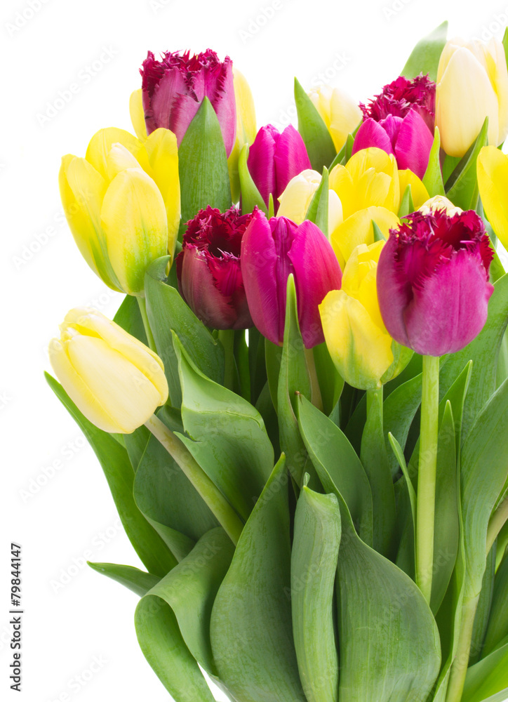 bouquet of yellow and purple tulip flowers bouquet of yellow and purple tulip flowers