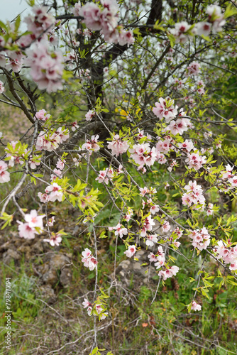 Wallpaper Mural amandier en fleur Torontodigital.ca