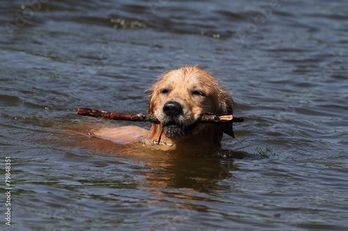 The dog carries a stick out of the water