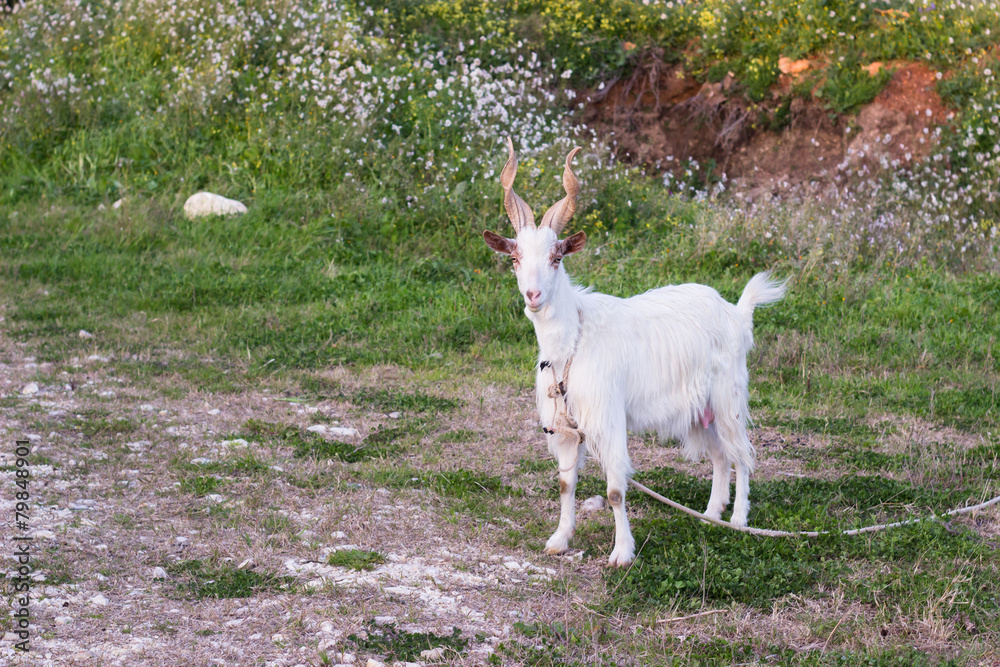 Gazing goat Gazing goat