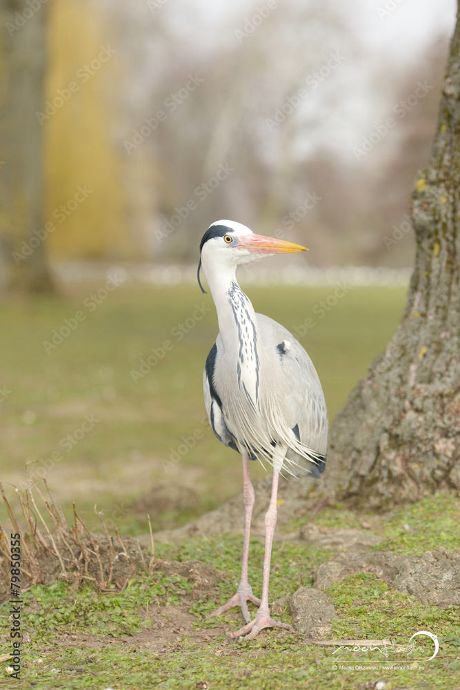 Obraz premium Grey Heron, Ardea cinerea