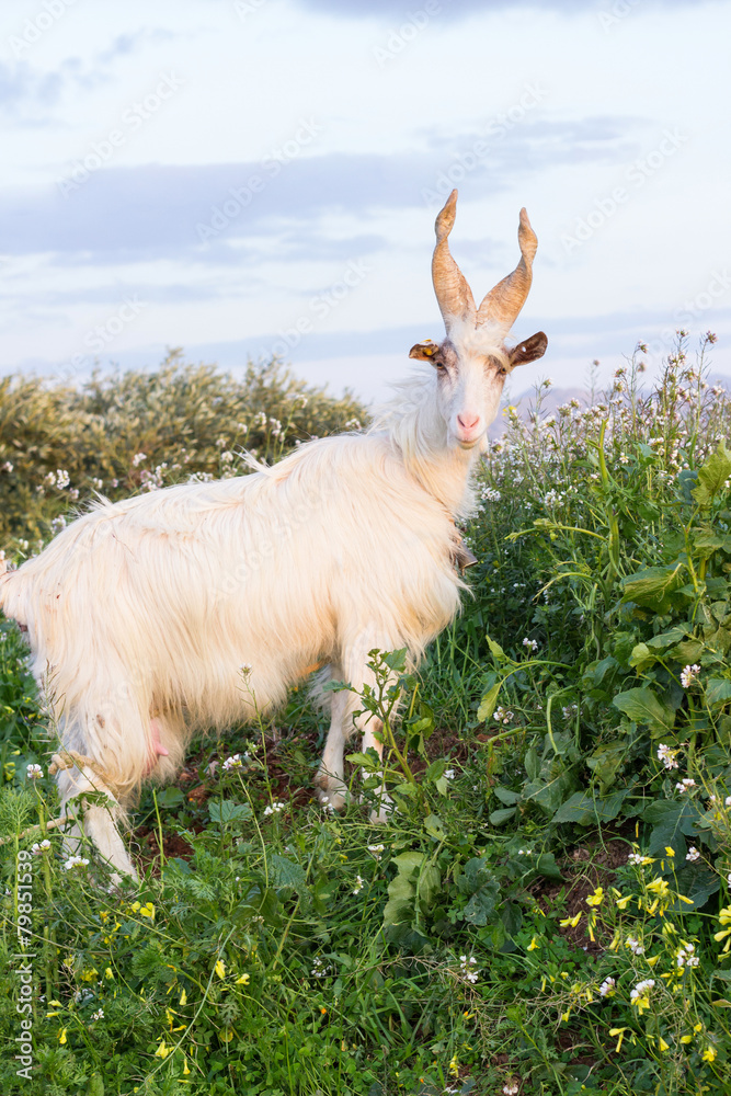 Fototapeta premium Mountain goat