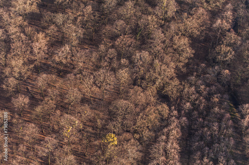 aerial view of the forest