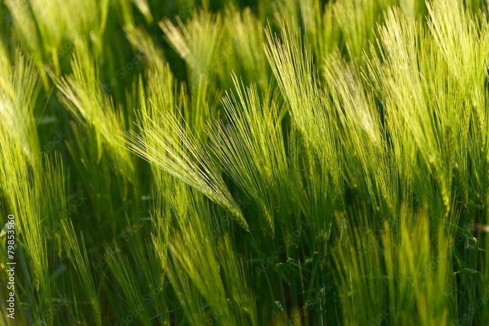 Closeup photo of some fresh wheat Closeup photo of some fresh wheat