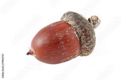 Acorn on a white background