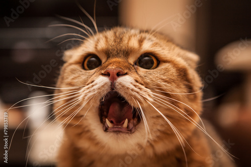 Angry scottish fold cat 
