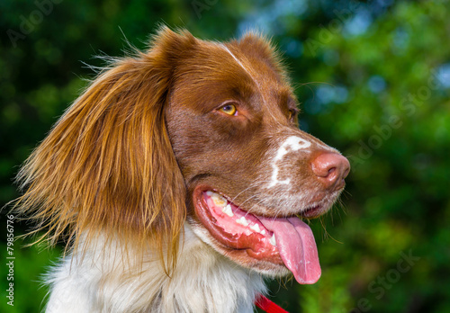 Springer Spaniel Dog