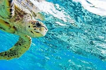 Sierkussen Schildpad Zeeschildpad zwemt rustig onder water  © Malbert