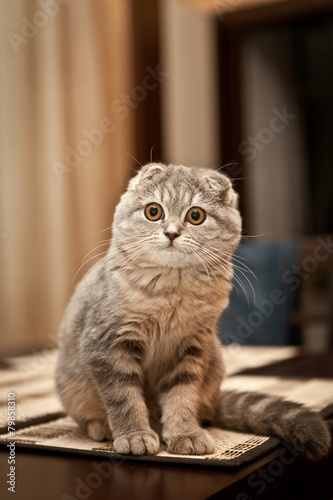 Lovable Scottish fold cat playing 