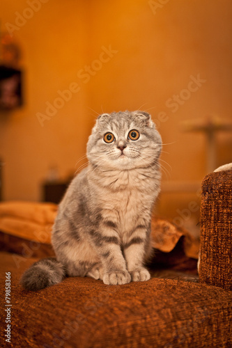 Lovable Scottish fold cat playing 