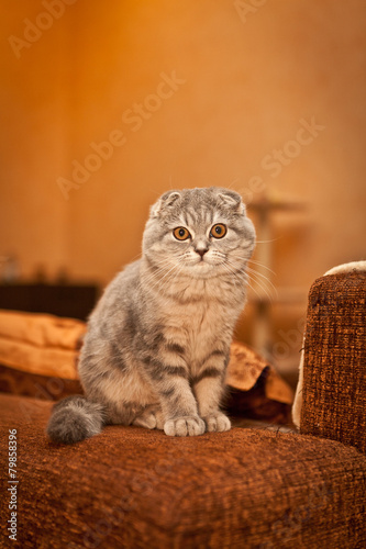 Lovable Scottish fold cat playing 