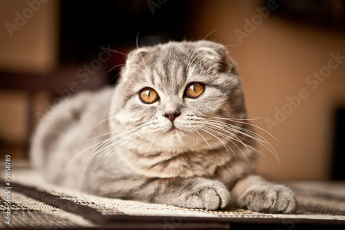 Lovable Scottish fold cat playing 