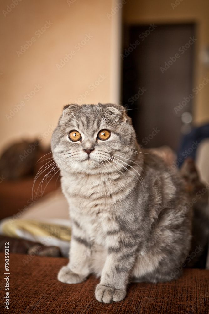 Lovable Scottish fold cat playing 