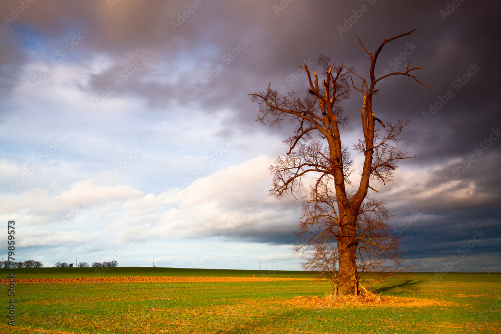 Fototapeta premium Memorial tree on the empty field before heavy storm