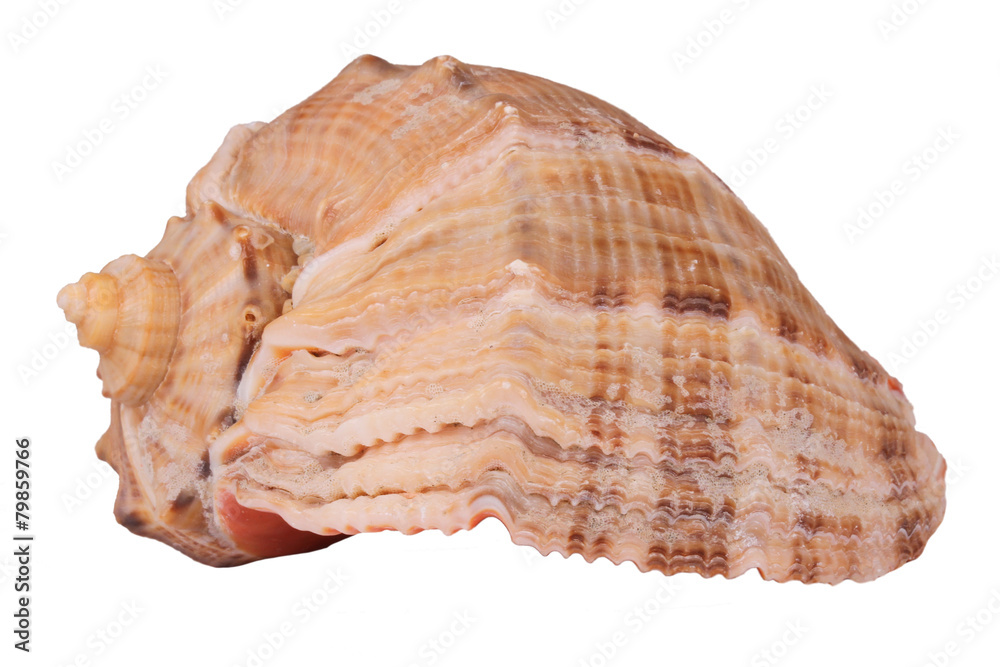 The Conch Shell On the white background The Conch Shell On the white background