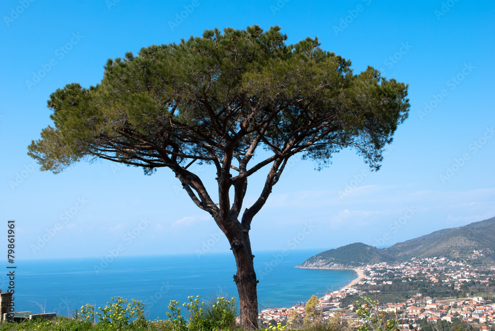 Pine tree and landscape St. Mary of Castellabate