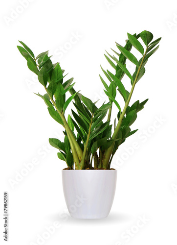 Houseplant - Zamioculcas a potted plant isolated over white