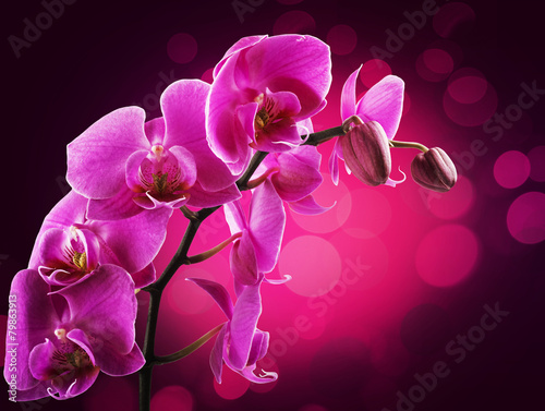 Fototapeta Naklejka Na Ścianę i Meble -  Orchid flowers border