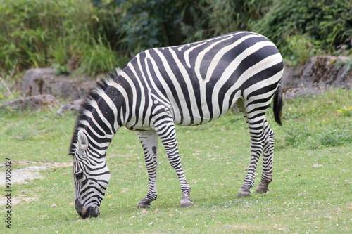 The plains zebra  Equus quagga   a living in Africa Wildlife