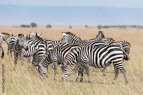 Fototapeta Naklejka Na Ścianę i Meble -  Zebra in the Savanna of Kenya