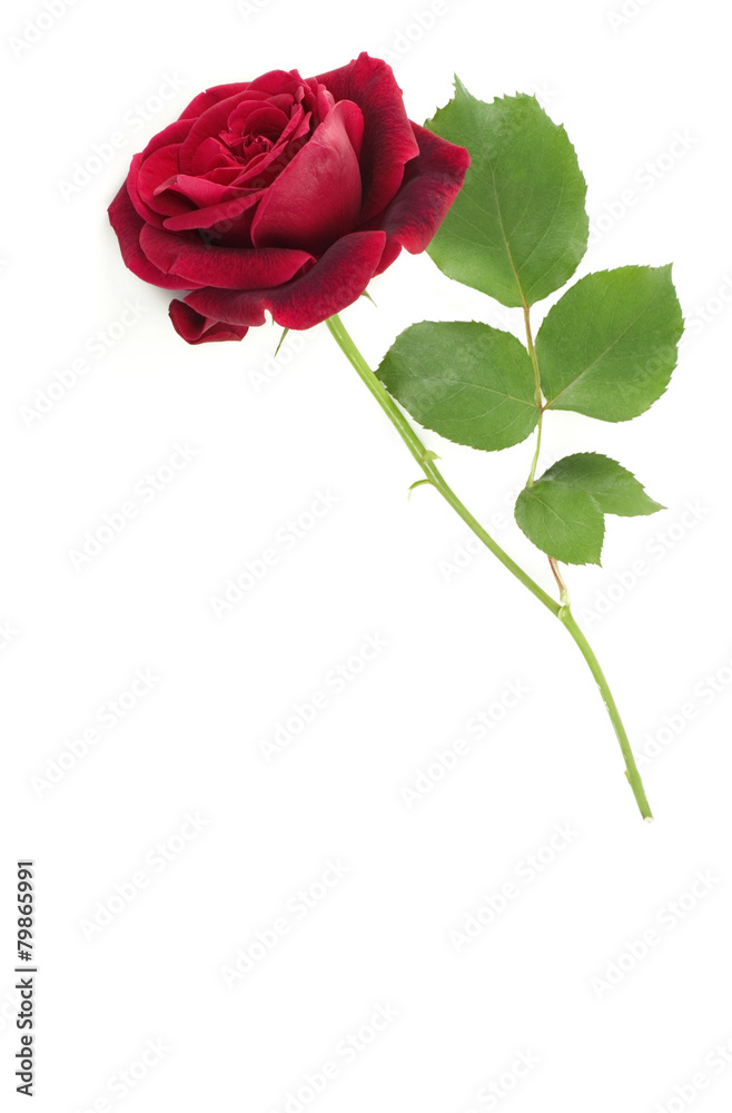 Fototapeta premium Single Red Stem Rose White Background