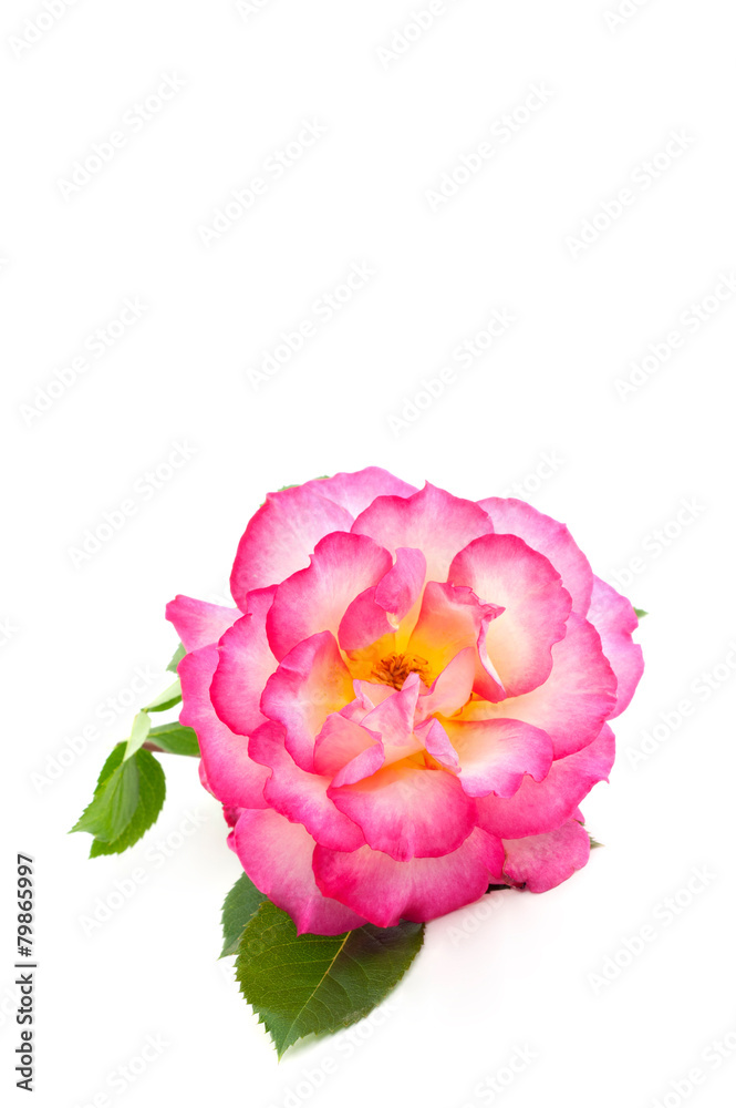 Pink Rose On White Vertical Background