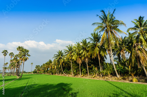 land scape view of Toddy palm and ricefield