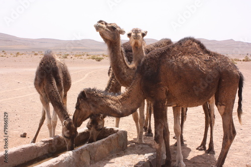 Maroc, chameaux 9