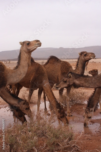 Maroc, chameaux 1