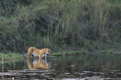Bengal tiger in Bardia, Nepal