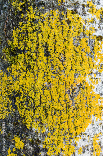 Rough tree bark with yellow lichen