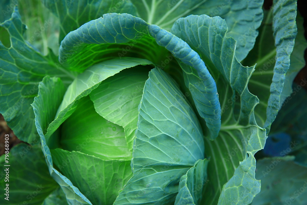 Fototapeta premium green cabbage in growth at vegetable garden 