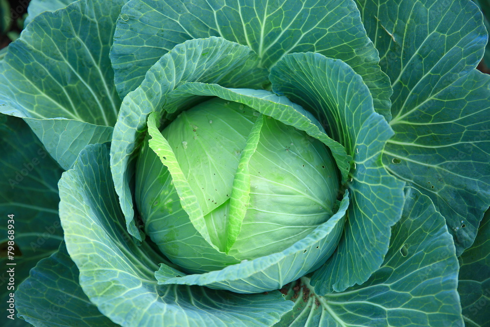Obraz premium green cabbage in growth at vegetable garden