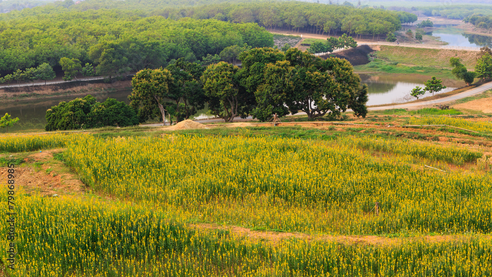 Green tea field plantation in thailand