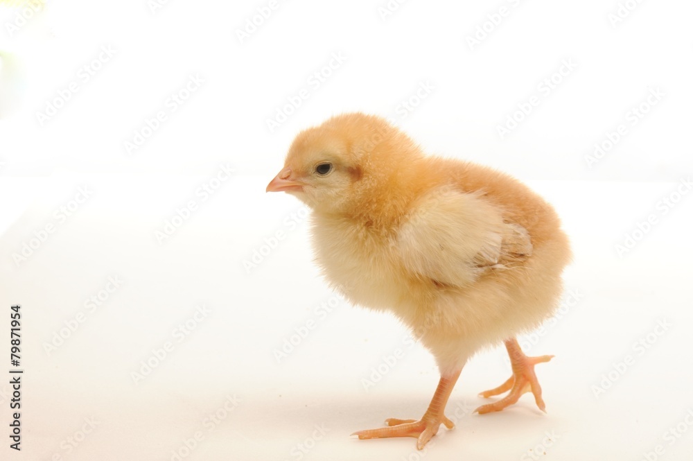 Cute little chick isolated on white background