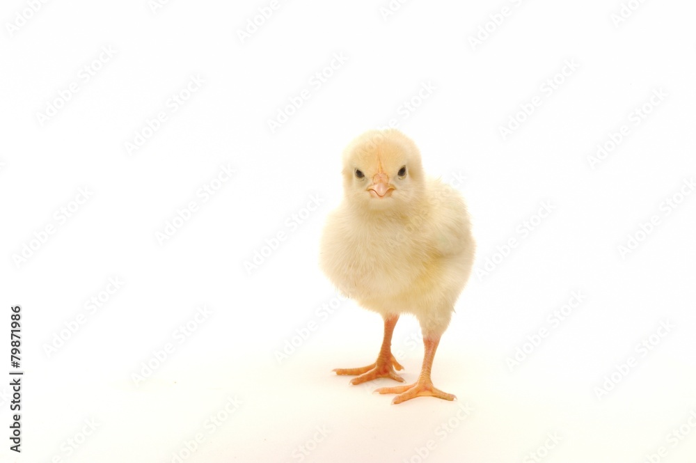 Cute little chick isolated on white background