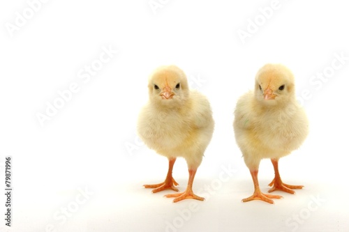 Cute little chicks isolated on white background
