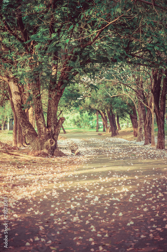 Path under the tree-tunnel with flowers in vintage atmosphere