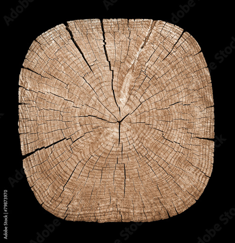 Cross section of tree trunk showing growth rings on black