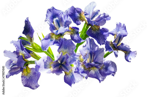 Fototapeta Naklejka Na Ścianę i Meble -  Bouquet blueflag or iris flower Isolated on white background