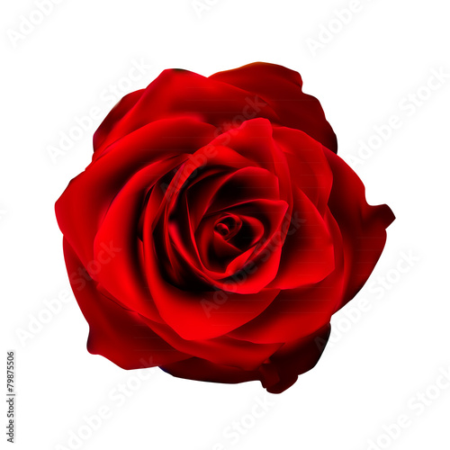 Realistic Red Rose High Quality Vector Illustration