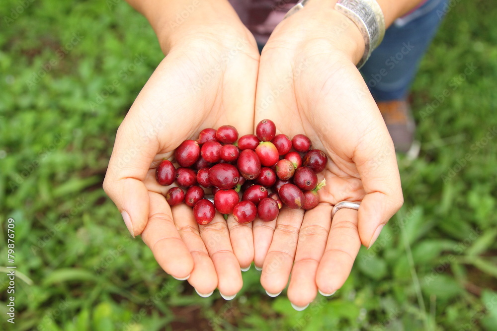 Coffee beans ripening on agriculturist hand Coffee beans ripening on agriculturist hand
