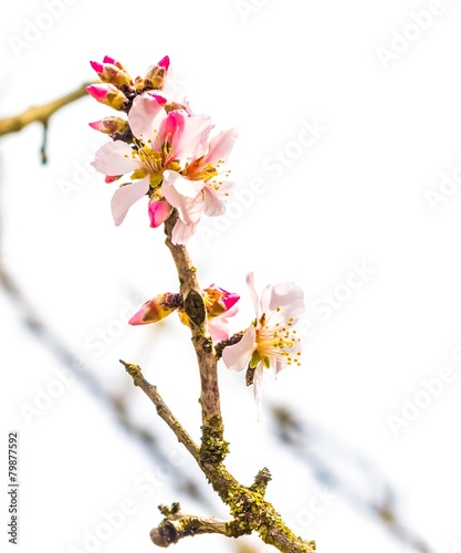 spring tree with flowers on daily light sky