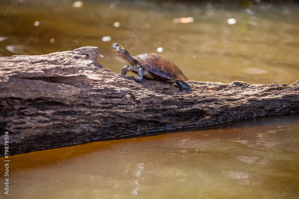 Naklejka premium Yellow-spotted Amazon River Turtle, Podocnemys unifilis Peru