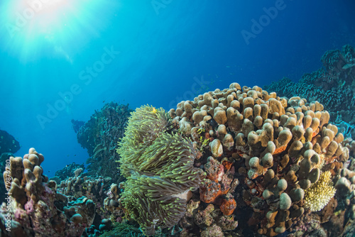 nurkowanie w kolorowej rafie podwodnej