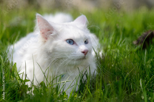 gatto albino bianco