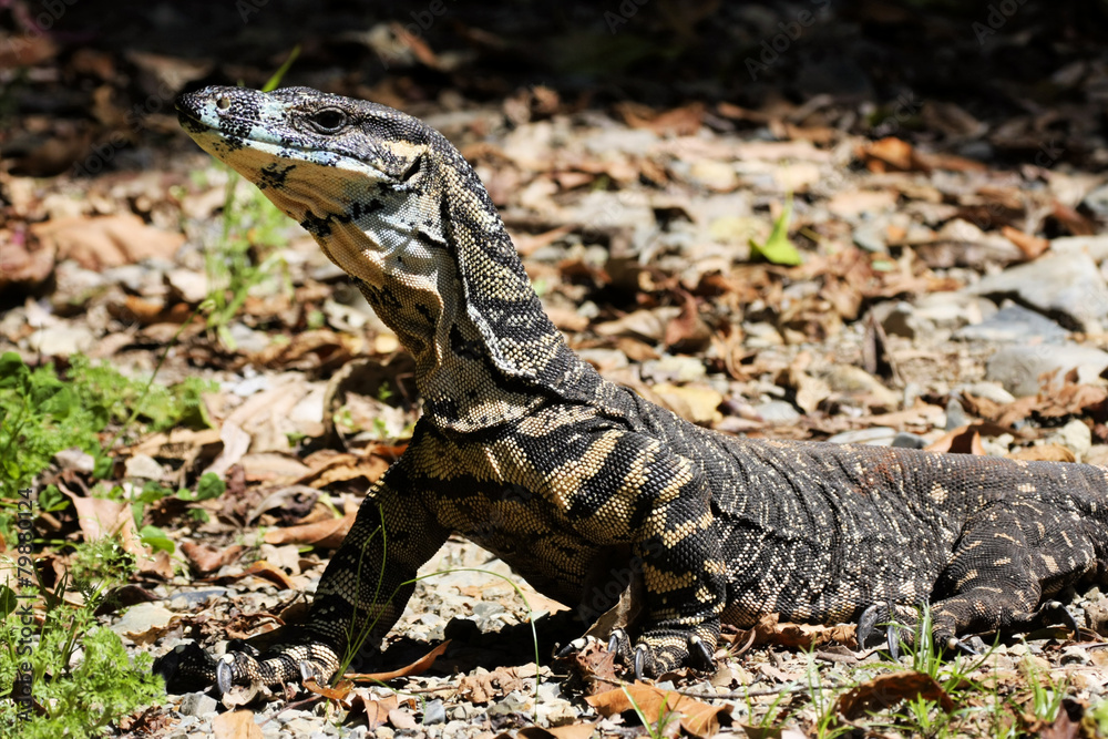 Fototapeta premium Head monitor, Varanus rosenbergi
