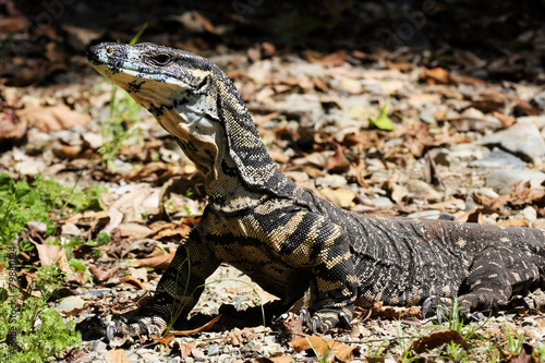 Head monitor  Varanus rosenbergi